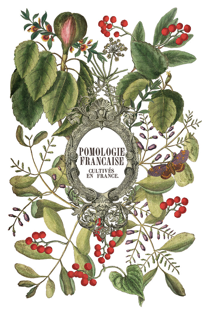Iron Orchid Designs Clementine 8" x 12" Transfer Pad *New