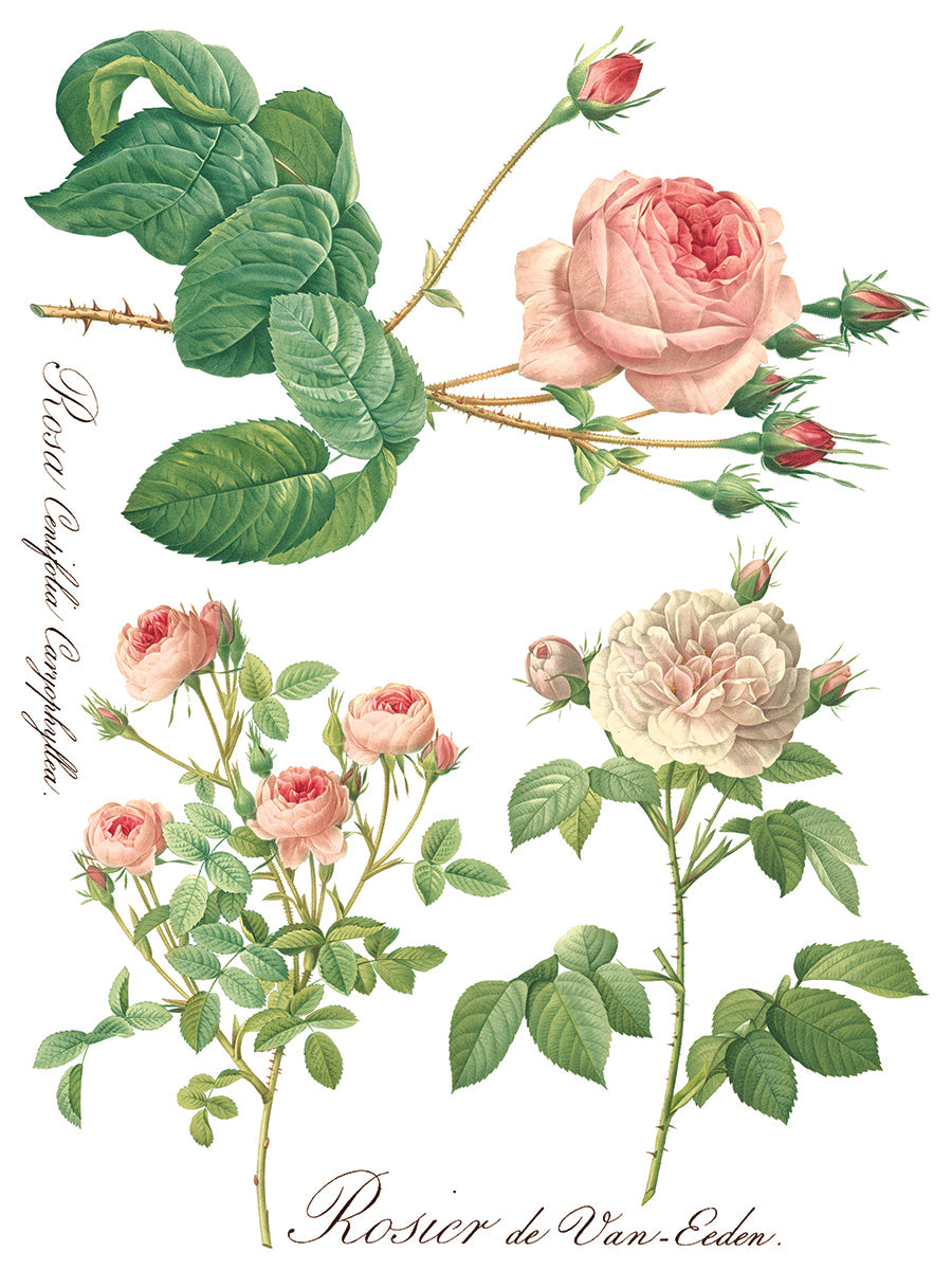 Iron Orchid Designs Rose Botanicals Transfer (8 sheets)