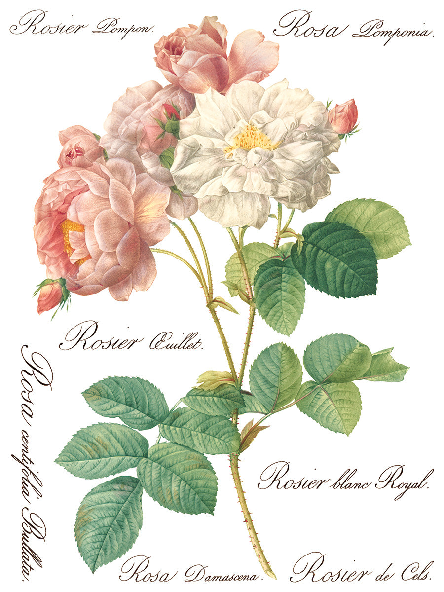 Iron Orchid Designs Rose Botanicals Transfer (8 sheets)
