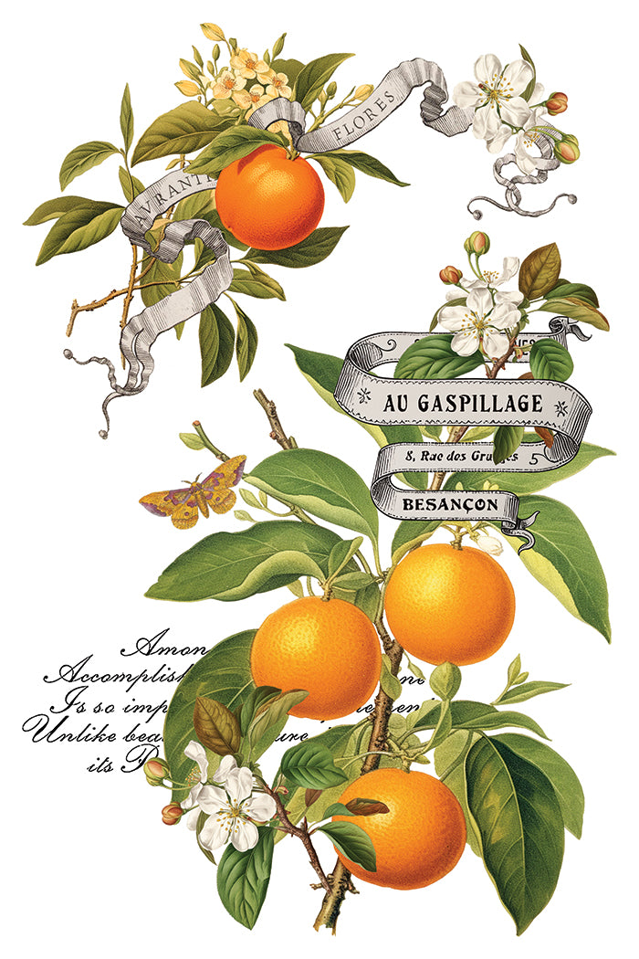 Iron Orchid Designs Clementine 8" x 12" Transfer Pad *New
